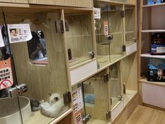 -屋虎猫馆(宝安大仟里店)