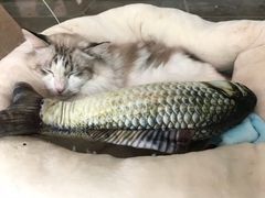-李小姐の猫咖啡馆(五角场店)