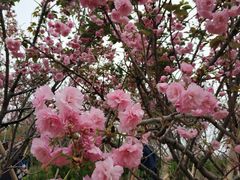 -天适樱花悠乐园