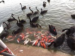 -艾溪湖湿地公园