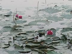 -长春市南湖公园