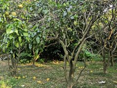 -福建鲤鱼洲酒店