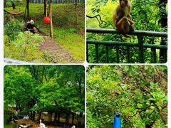 -黔灵山公园