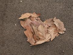 -南宁良凤江国家森林公园