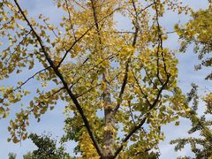 -汉长安城未央宫国家考古遗址公园