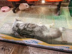 -猫咪博物馆(顶澳仔猫街店)