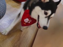 -Husky Go! 哈士奇体验馆·宠物咖啡厅狗咖
