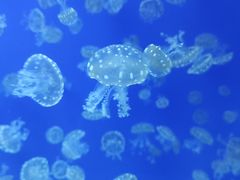 -江和美海洋公园