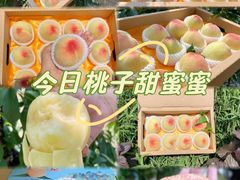 -老袁家蜜桃农场·阳山水蜜桃