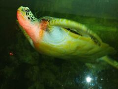 -东方巨龟苑景区