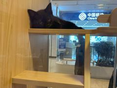 -爪爪喵星球·猫舍(前海卓越店)