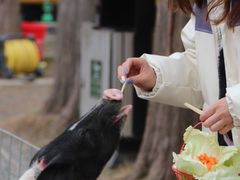 -前小桔亲子创意农场·草莓采摘·露营烧烤