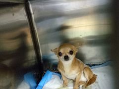 -康乐宝动物医院