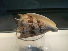 -青岛贝壳博物馆