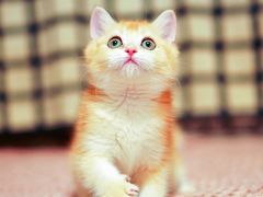 -Bastet sally猫舍购宠(静安店)
