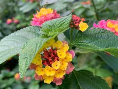 -重庆市江北嘴中央商务区中央公园