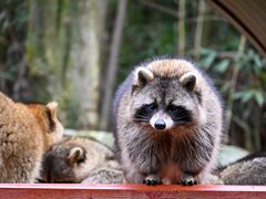 -杭州野生动物世界