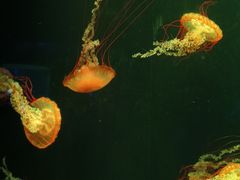 -欢乐海岸海洋奇梦馆