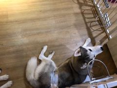-Husky Go! 哈士奇体验馆·宠物咖啡厅狗咖