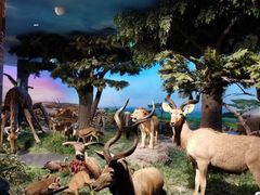 -国家自然博物馆