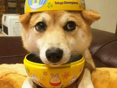 -维尔纳斯·生日蛋糕动物奶油冰淇淋蛋糕(人大店)