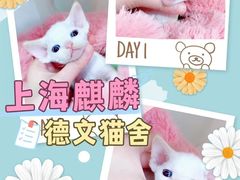 -十年猫舍·猫咪专门店(普陀店)