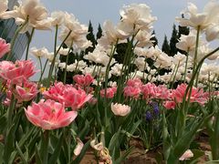-石家庄市植物园