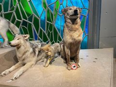 -Behring World of Animals(上海自然博物馆店)