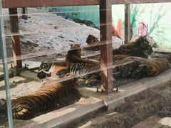 -栾川竹海野生动物园