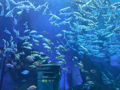 -海合安武汉极地海洋公园
