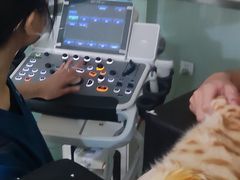 -乐派堂宠物医院·猫友好· 心脏科(东街店)