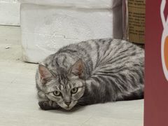 -必胜客(桐乡吾悦广场店)