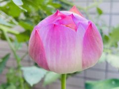 -龙抄手食府(浣花北路店)