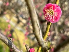 -梅花山(明孝陵内)