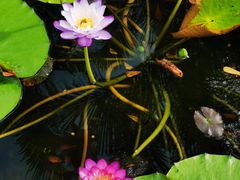 -海南热带野生动植物园