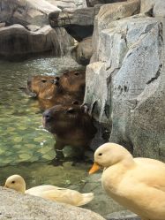 -Zoolung Zoolung动物主题公园(海信广场店)
