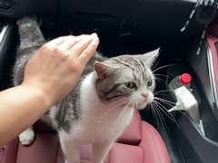 -关爱宠物医院·猫科中心·消化科(滨湖万达分院)