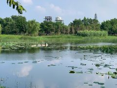 -北龙湖湿地公园