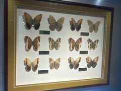 -上海昆虫博物馆