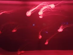 -多彩贵州城极地海洋世界