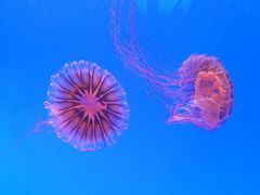 -上海海洋水族馆