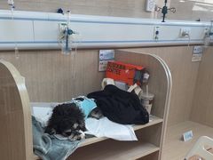 -北京观赏动物医院·24小时大型综合·猫专科·异宠专科