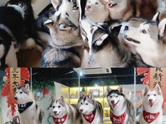 -Husky Go! 哈士奇体验馆·宠物咖啡厅狗咖