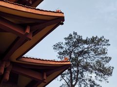 -缙云山景区
