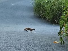 -合肥滨湖国家森林公园