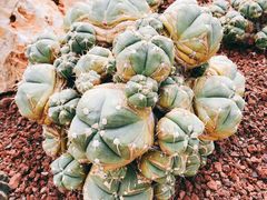 -南通洲际绿博园