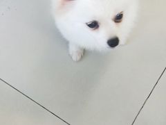 -怪兽屋·羊驼·猫咖·狗咖(俊华广场店)