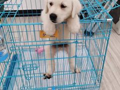 -翊宠yipet猫狗购宠庄园犬舍•猫舍