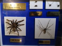 -上海昆虫博物馆