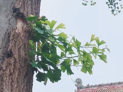 -南岳衡山风景名胜区-南岳大庙